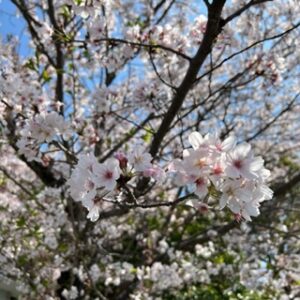 お花見日和♪